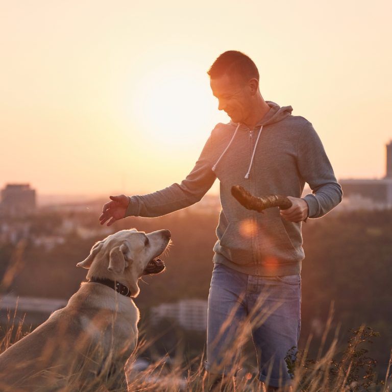 Web Tu Guía Canino 2 adiestrador de perros